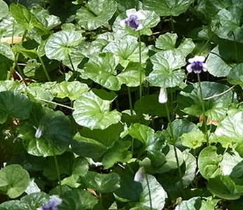 Photo of Ivy-Leaf Violet (Viola hederacea) uploaded by vic