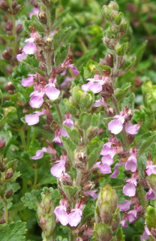 Photo of Wall Germander (Teucrium chamaedrys) uploaded by vic