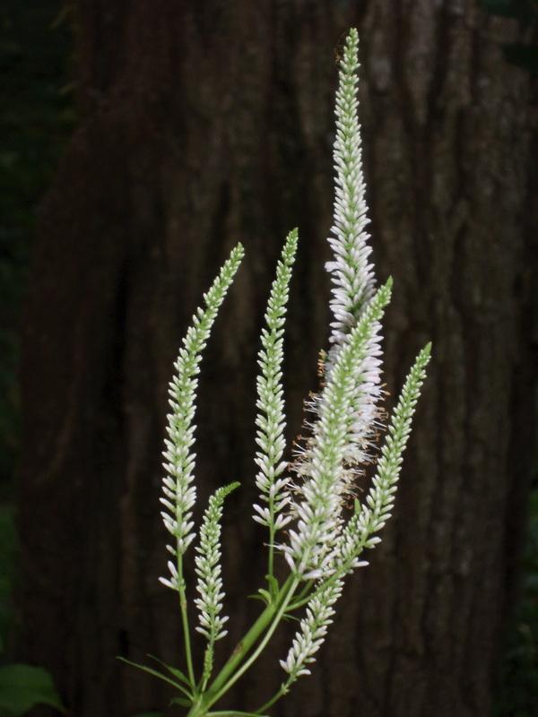 Photo of Culver's Root (Veronicastrum virginicum) uploaded by vic