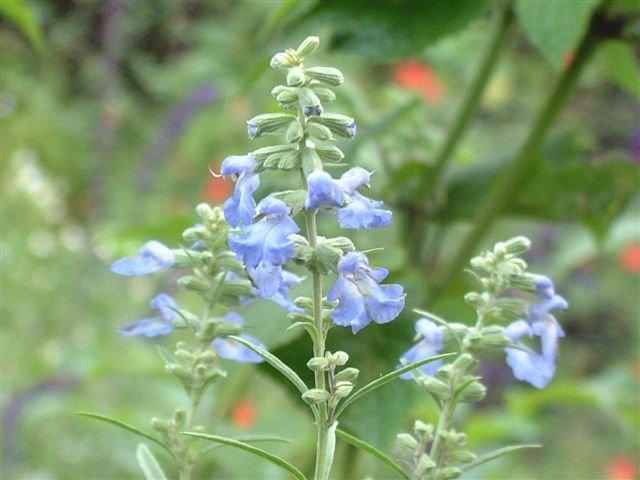 Photo of Blue Sage (Salvia azurea) uploaded by vic