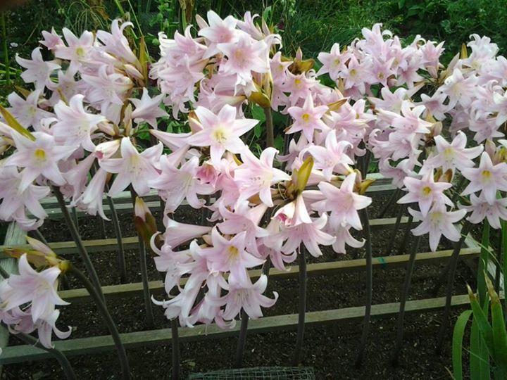 Photo of Naked Lady (Amaryllis belladonna) uploaded by Chickensonmars