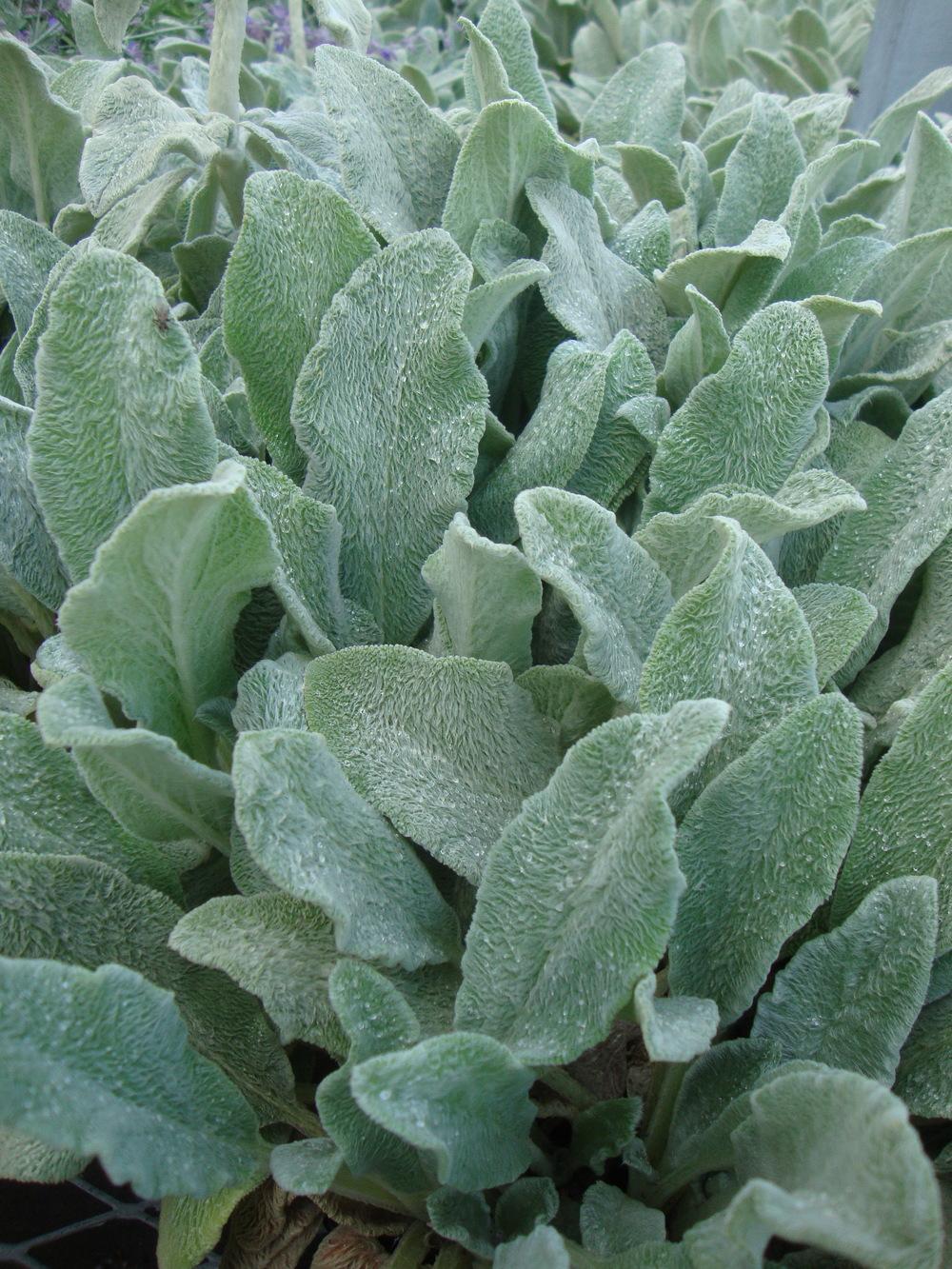 Photo of Lambs' Ears (Stachys byzantina) uploaded by Paul2032