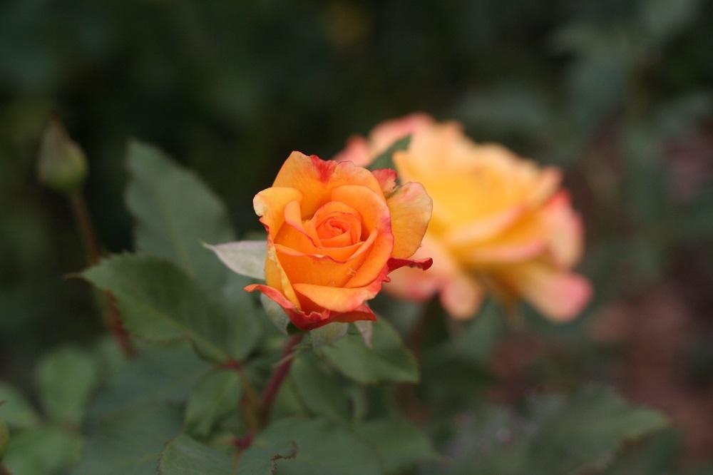 Photo of Hybrid Tea Rose (Rosa 'Rio Samba') uploaded by Skiekitty