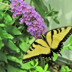 Location: My Gardens
Date: August 5, 2013
Nanho Blue With Guest #Pollination #Butterflies