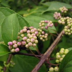 Location: Elberfeld, Indiana
Date: 2013-08-13
Berries are beginning to turn from green to lavender pink in mid 