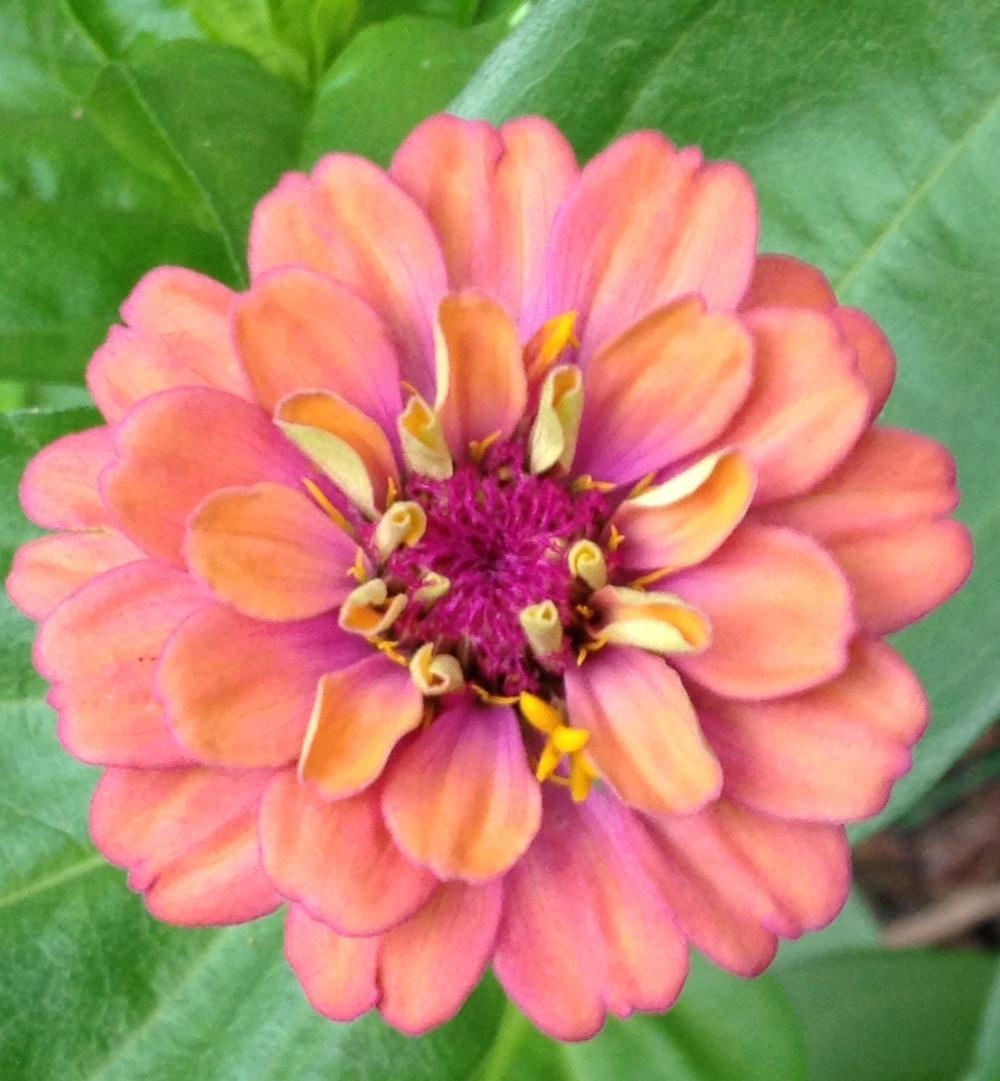 Photo of Zinnia uploaded by bxncbx