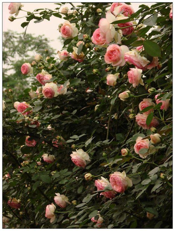 Photo of Rose (Rosa 'Pierre de Ronsard') uploaded by farmwind