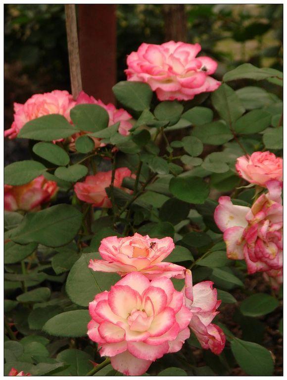 Photo of Rose (Rosa 'Nicole') uploaded by farmwind