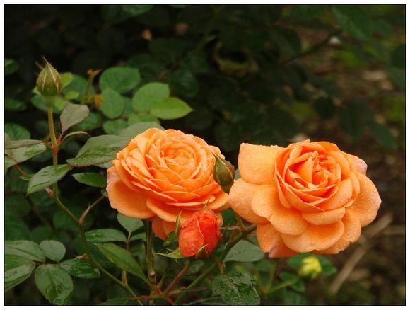 Photo of English Shrub Rose (Rosa 'Crown Princess Margareta') uploaded by farmwind
