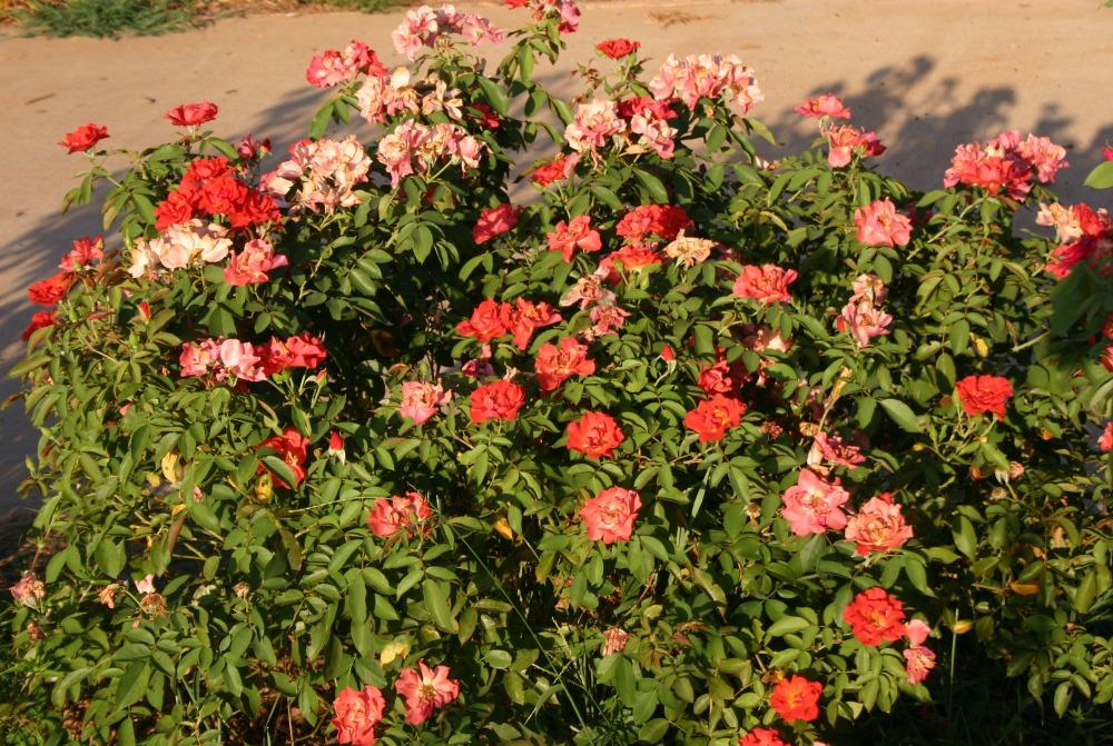 Photo of Floribunda Rose (Rosa 'Cinco de Mayo') uploaded by jon
