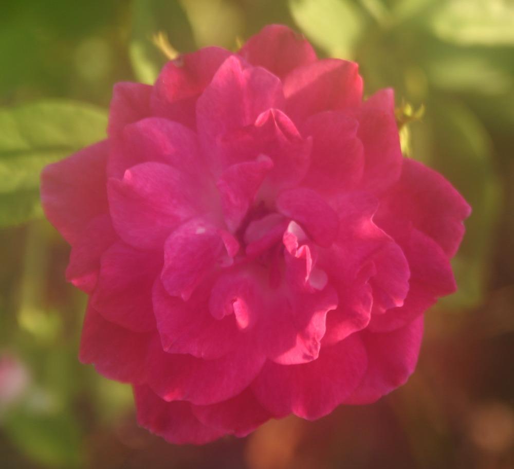 Photo of Rose (Rosa 'Burgundy Iceberg') uploaded by jon