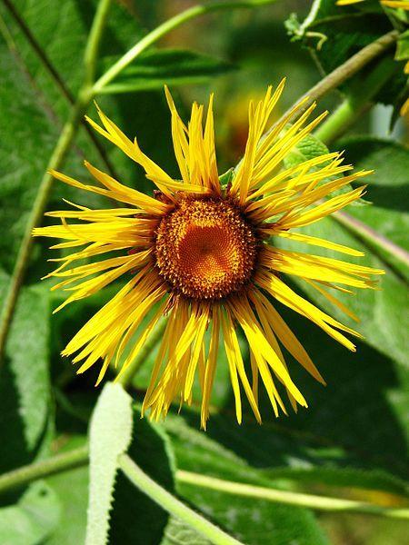 Photo of Giant Fleabane (Inula magnifica) uploaded by robertduval14