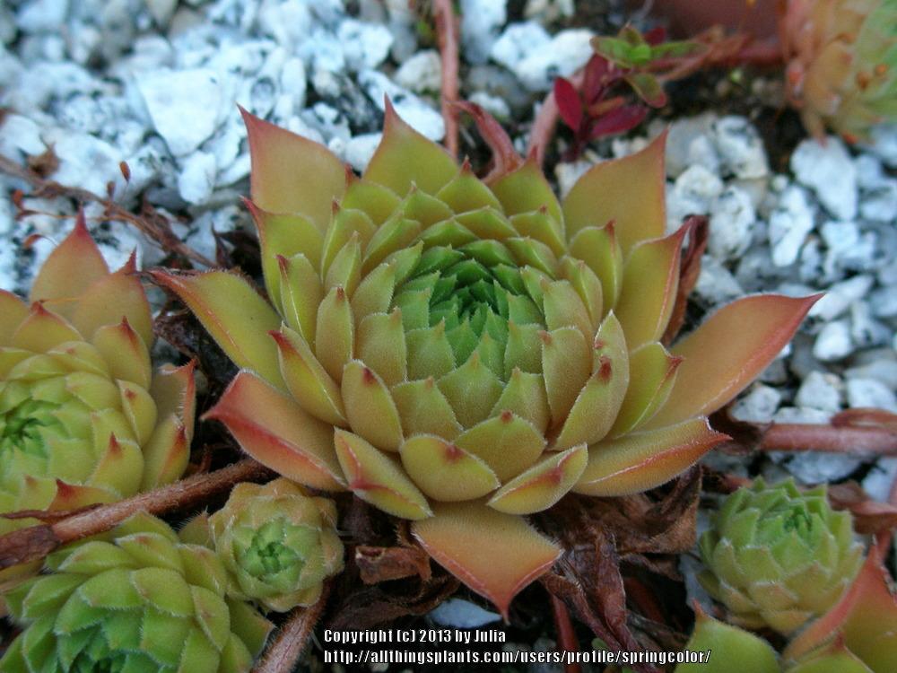 Photo of Hen and Chicks (Sempervivum 'Abba ll') uploaded by springcolor