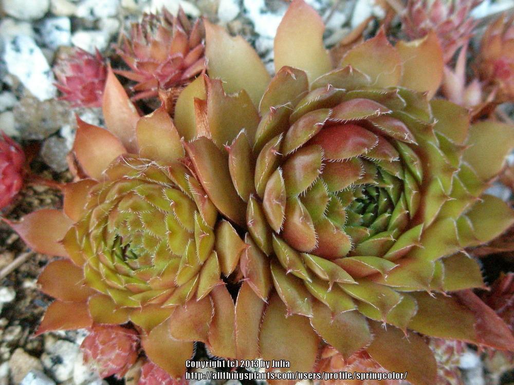 Photo of Hen and Chicks (Sempervivum 'Rubin') uploaded by springcolor