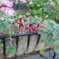 Location: Western Washington
Date: 2013-08-12
This is Pelargonium sidoides.   Wintered over in many gardens her