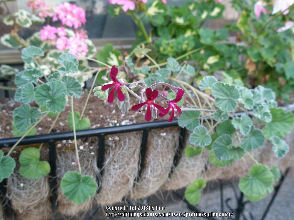 Photo of South African Geranium (Pelargonium sidoides) uploaded by springcolor