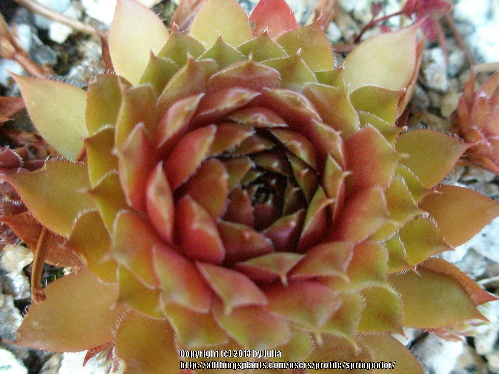 Photo of Hen and Chicks (Sempervivum 'Rubin') uploaded by springcolor
