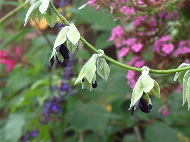 Photo of Andean Silver-Leaf Sage (Salvia discolor) uploaded by vic