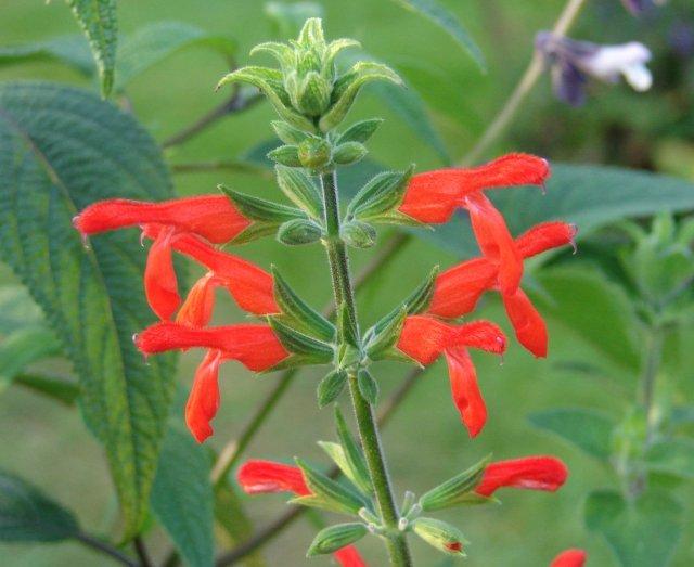 Photo of Scarlet Rooster Sage (Salvia dichlamys) uploaded by vic