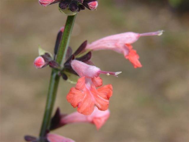 Photo of Hummingbird Sage (Salvia coccinea 'Brenthurst') uploaded by vic