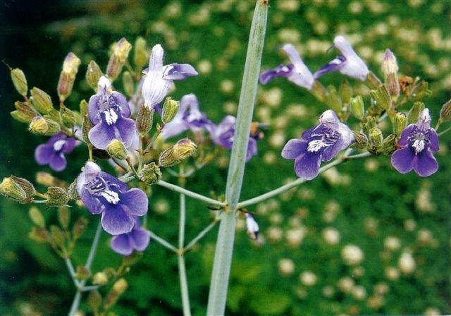 Photo of Salvia (Salvia candelabrum) uploaded by vic
