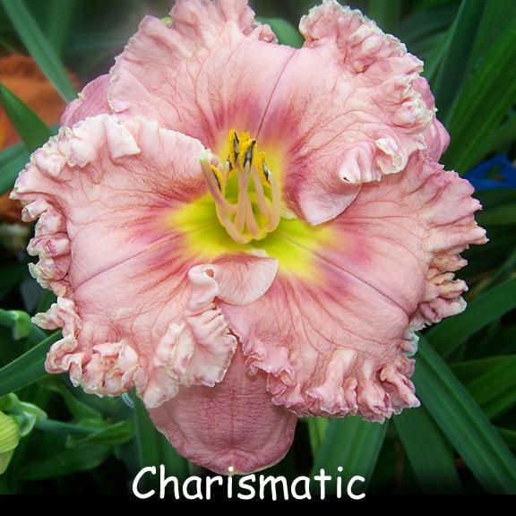 Photo of Daylily (Hemerocallis 'Charismatic') uploaded by Calif_Sue