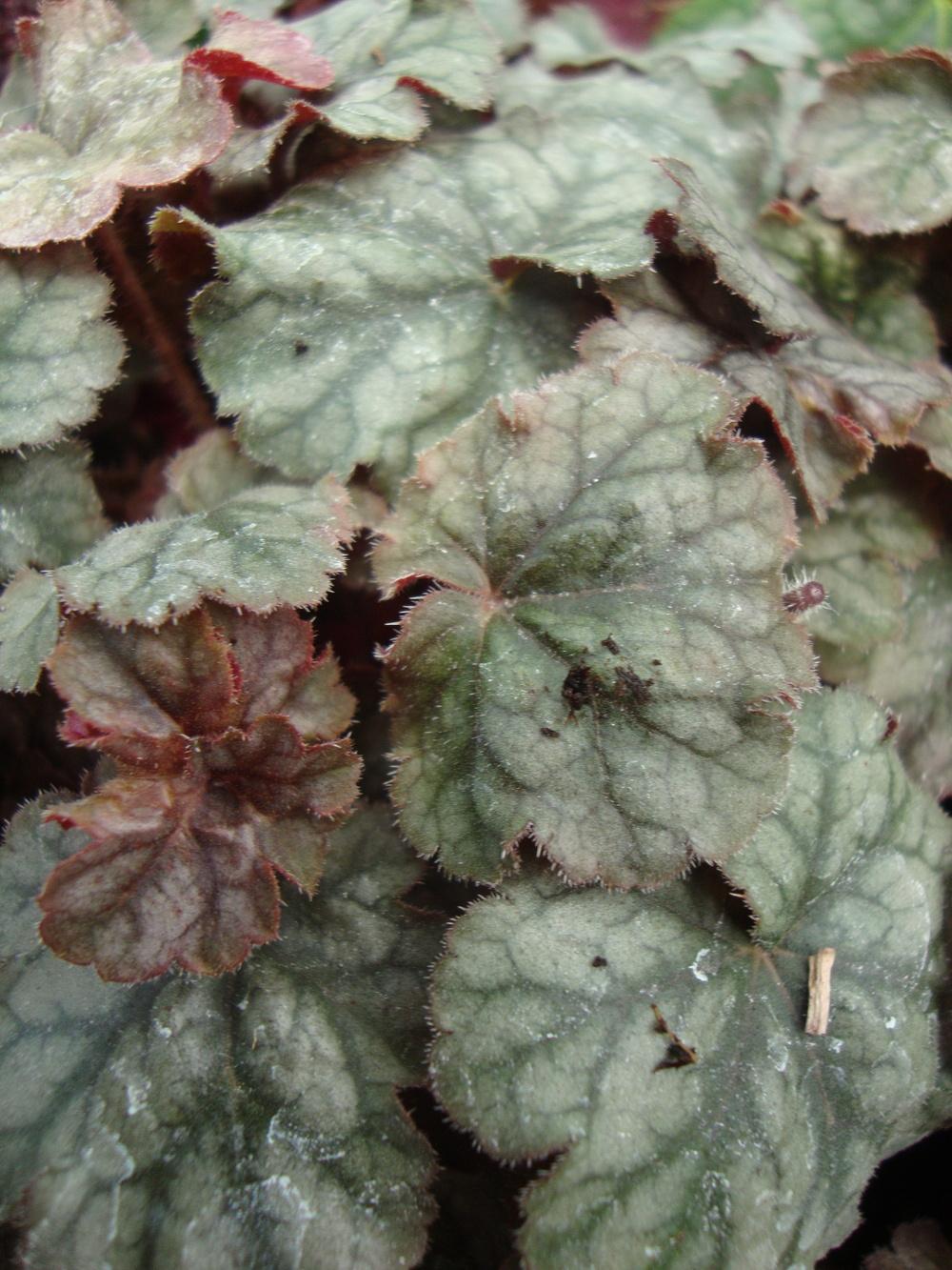 Photo of Coral Bells (Heuchera 'Hollywood') uploaded by Paul2032