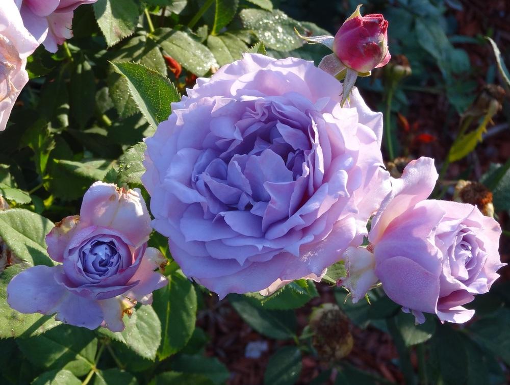 Photo of Rose (Rosa 'Novalis') uploaded by Skiekitty