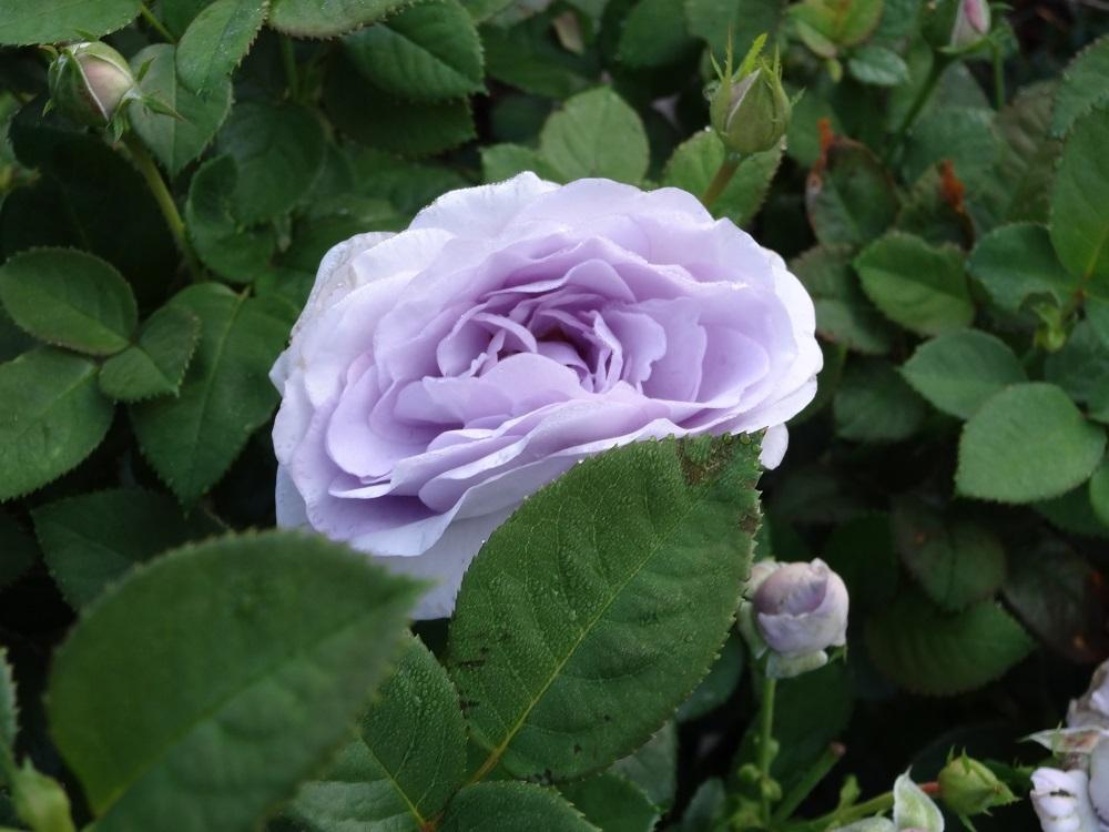 Photo of Rose (Rosa 'Blue Bajou') uploaded by Skiekitty