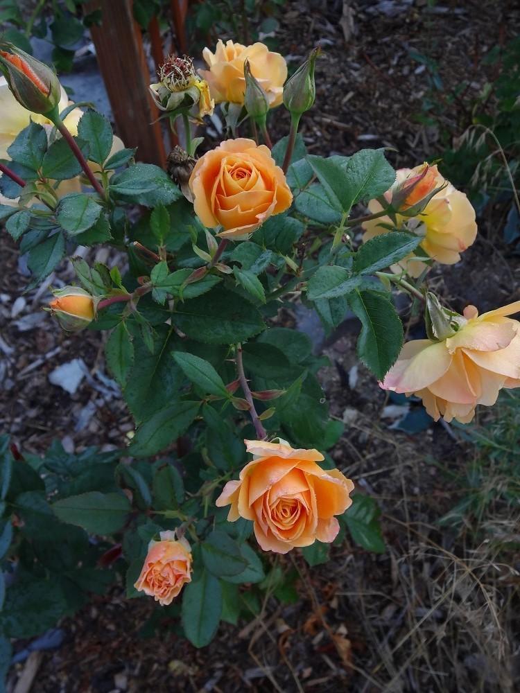 Photo of Rose (Rosa 'Strike It Rich') uploaded by Skiekitty