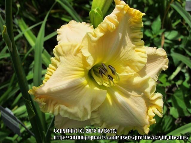 Photo of Daylily (Hemerocallis 'Boundless Beauty') uploaded by daylilydreams