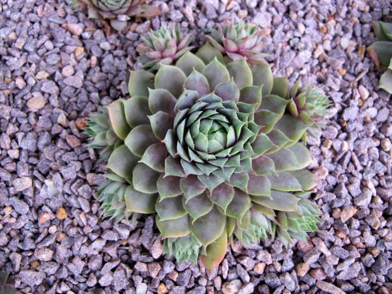 Photo of Hen and Chicks (Sempervivum 'Glauca Minor') uploaded by goldfinch4