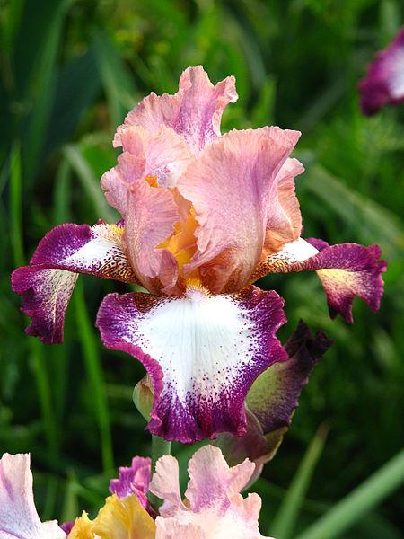 Photo of Tall Bearded Iris (Iris 'Change of Pace') uploaded by robertduval14