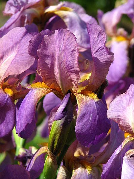Photo of Tall Bearded Iris (Iris 'Elizabeth of England') uploaded by robertduval14