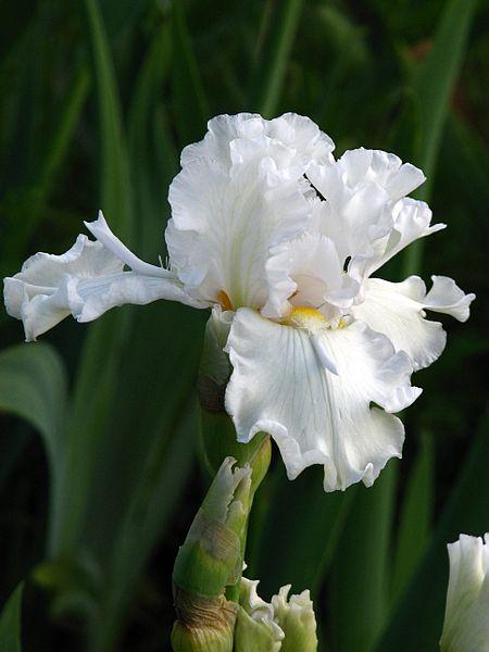 Photo of Tall Bearded Iris (Iris 'Mesmerizer') uploaded by robertduval14