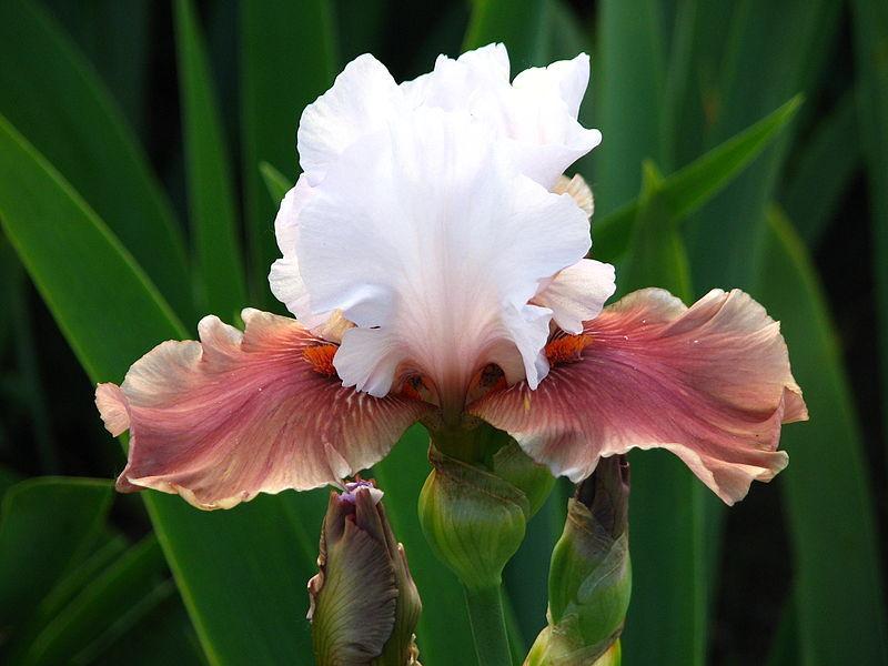 Photo of Tall Bearded Iris (Iris 'Leaps and Bounds') uploaded by robertduval14