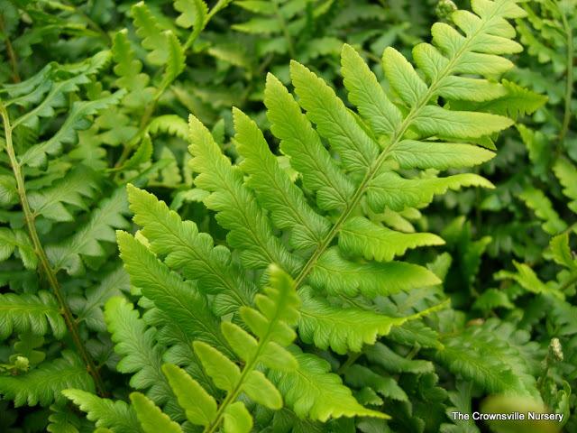 Photo of Southern Wood Fern (Dryopteris ludoviciana) uploaded by vic