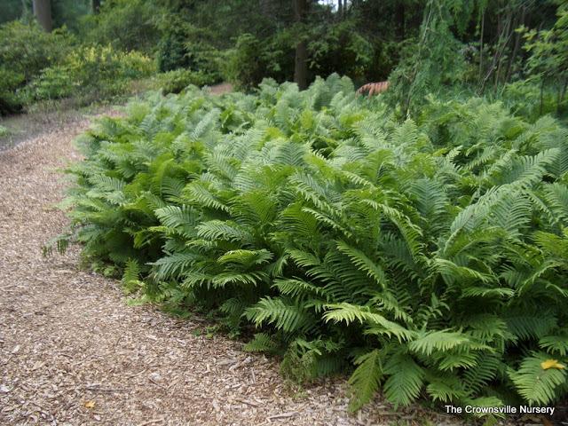 Photo of Ostrich Fern (Matteuccia struthiopteris) uploaded by vic
