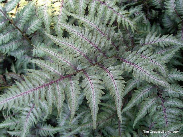 Photo of Japanese Painted Fern (Anisocampium niponicum 'Pewter Lace') uploaded by vic