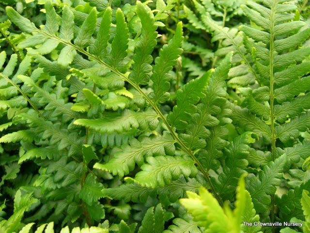 Photo of Southern Wood Fern (Dryopteris ludoviciana) uploaded by vic