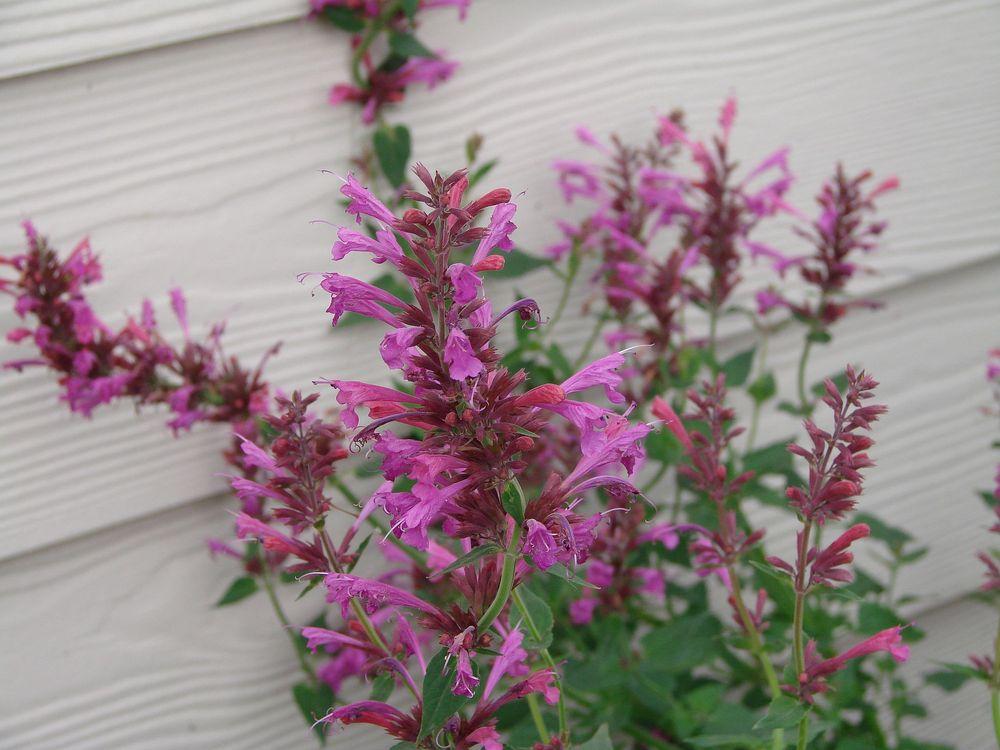 Photo of Giant Hyssop (Agastache 'Summer Love') uploaded by Joy