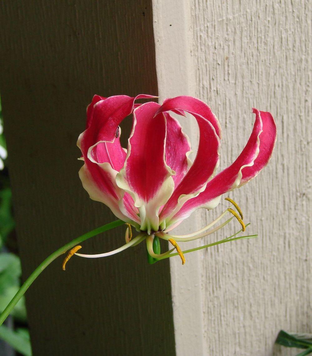 Photo of Gloriosa Lily (Gloriosa superba) uploaded by Joy