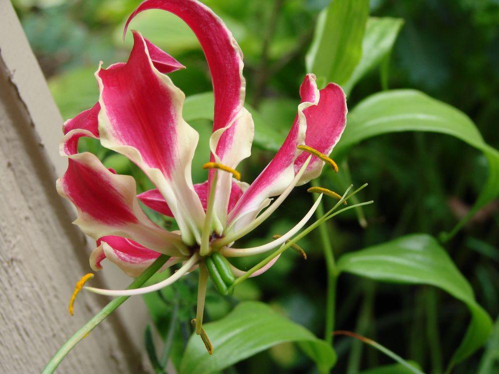 Photo of Gloriosa Lily (Gloriosa superba) uploaded by Joy