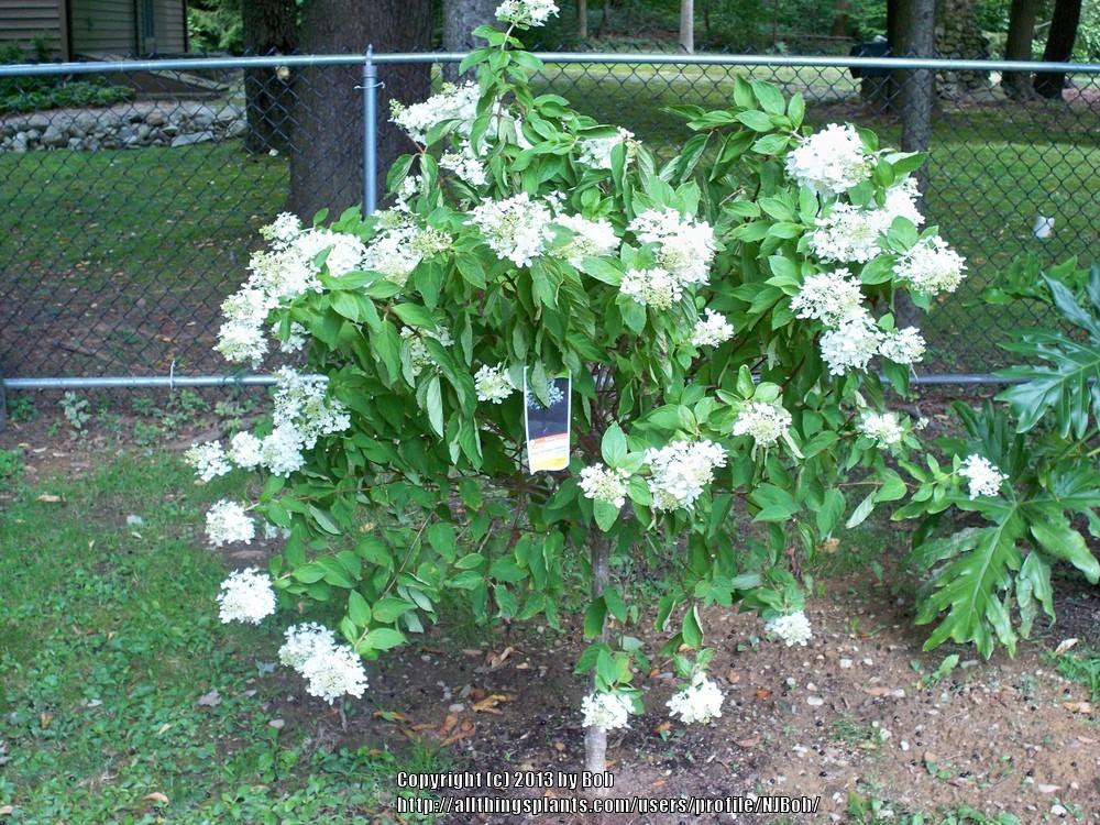 Photo of Panicle Hydrangea (Hydrangea paniculata 'Grandiflora') uploaded by NJBob