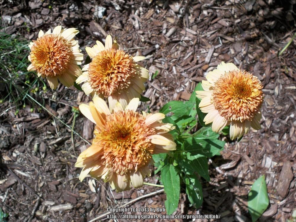 Photo of Coneflower (Echinacea Supreme™ Cantaloupe) uploaded by NJBob