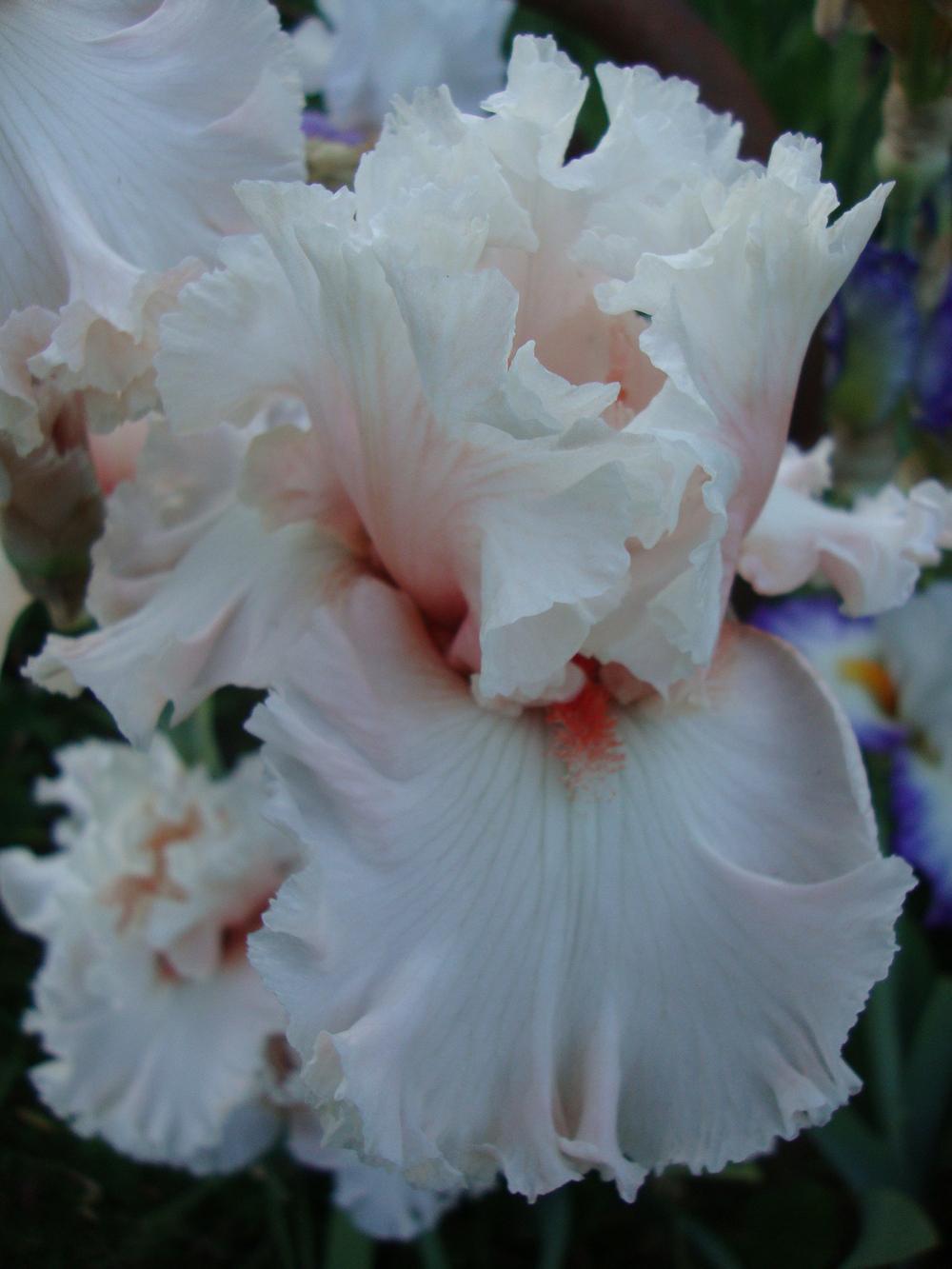 Photo of Tall Bearded Iris (Iris 'Hopeless Romantic') uploaded by Paul2032