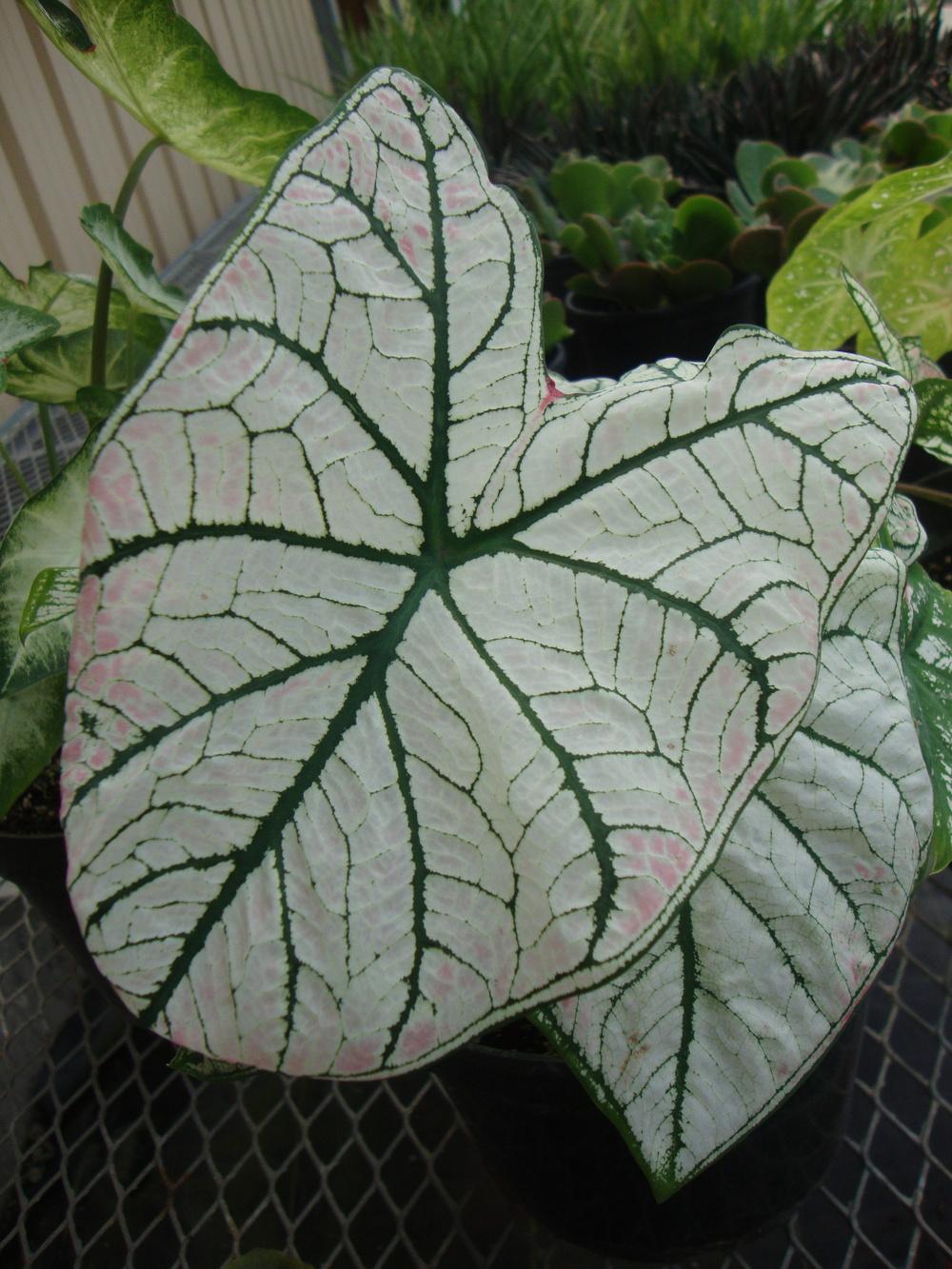 Photo of Fancy-leaf Caladium (Caladium 'White Christmas') uploaded by Paul2032
