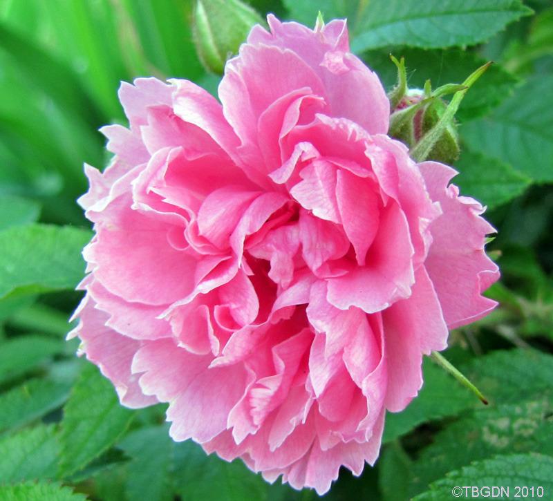 Photo of Rose (Rosa 'Pink Grootendorst') uploaded by TBGDN