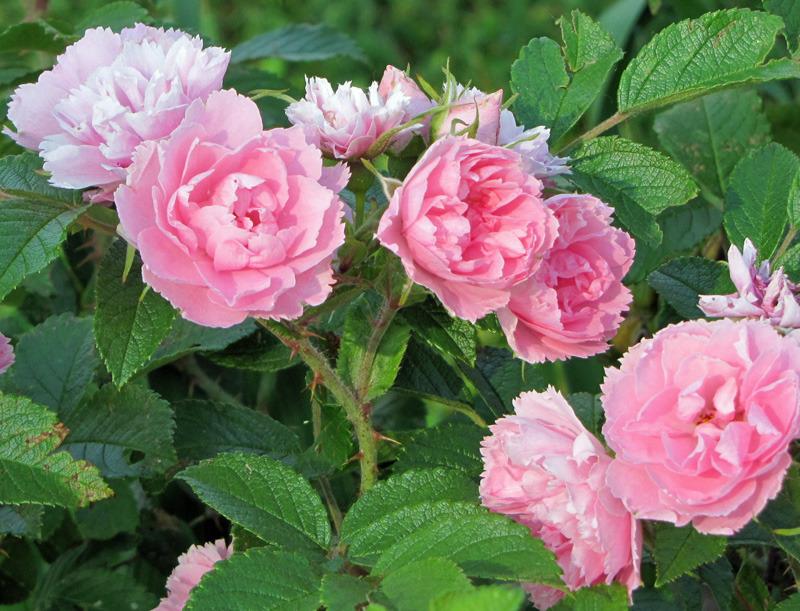 Photo of Rose (Rosa 'Pink Grootendorst') uploaded by TBGDN