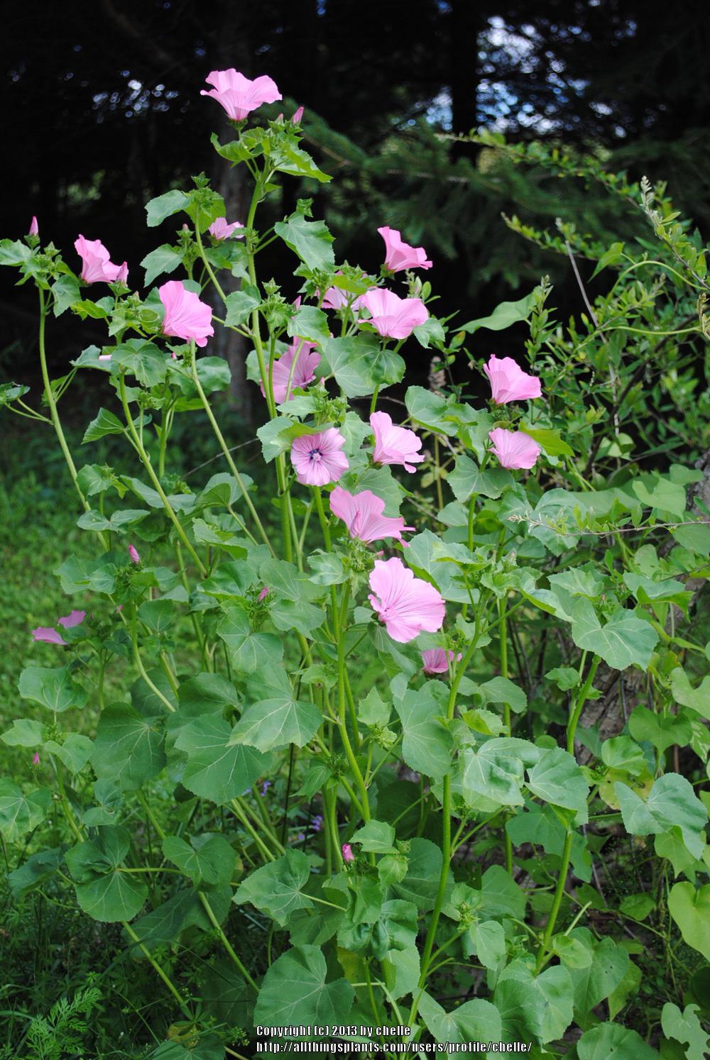 Photo of Annual Mallow (Malva trimestris 'Silver Cup') uploaded by chelle